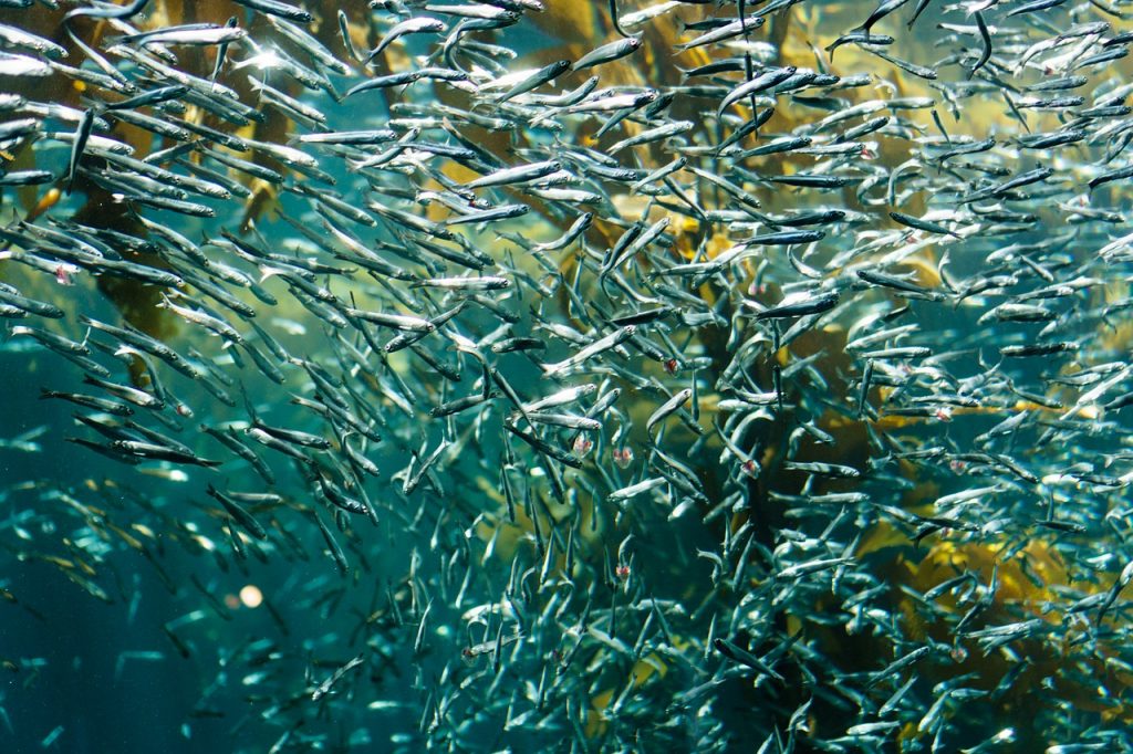 fiskeolie og adhd sardin
